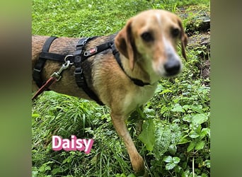 Daisy, 05/23 - Kuschelmaus wartet in 91413 Unternesselbach