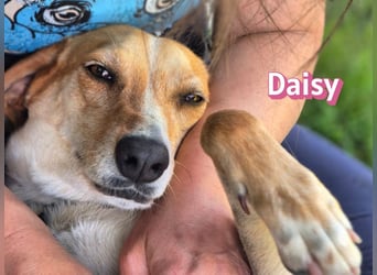 Daisy, 05/23 - Kuschelmaus wartet in 91413 Unternesselbach
