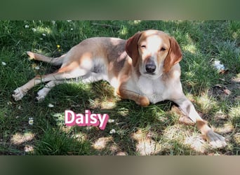 Daisy, 05/23 - Kuschelmaus wartet in 91413 Unternesselbach
