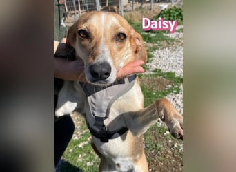 Daisy - treu und menschenbezogen
