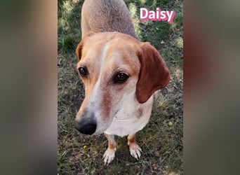 Daisy, 05/23 - Kuschelmaus wartet in 91413 Unternesselbach