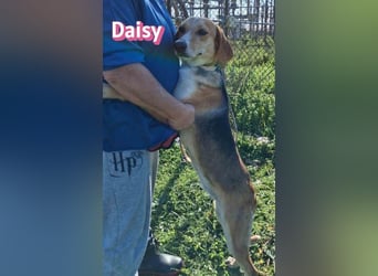 Daisy - treu und menschenbezogen