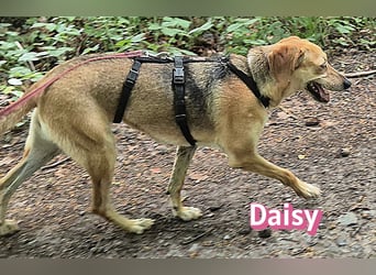 Daisy, 05/23 - Kuschelmaus wartet in 91413 Unternesselbach