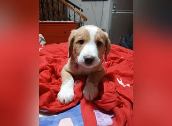 Beethoven - verschmust und neugierig