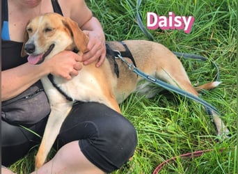 Daisy, 05/23 - Kuschelmaus wartet in 91413 Unternesselbach