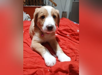 Beethoven - verschmust und neugierig