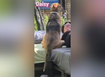 Daisy, 05/23 - Kuschelmaus wartet in 91413 Unternesselbach