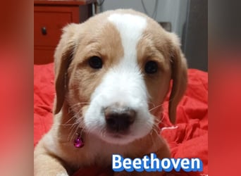 Beethoven - verschmust und neugierig