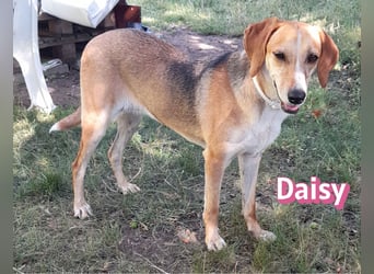 Daisy, 05/23 - Kuschelmaus wartet in 91413 Unternesselbach