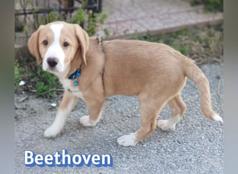 Beethoven - verschmust und neugierig