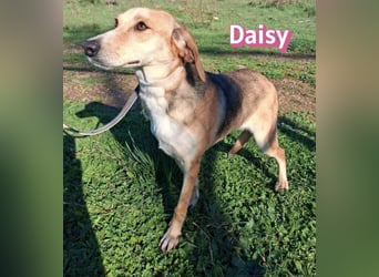 Daisy - treu und menschenbezogen