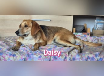 Daisy, 05/23 - Kuschelmaus wartet in 91413 Unternesselbach