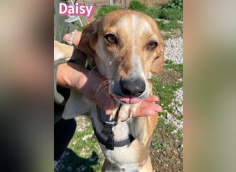 Daisy - treu und menschenbezogen