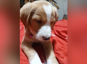 Beethoven - verschmust und neugierig