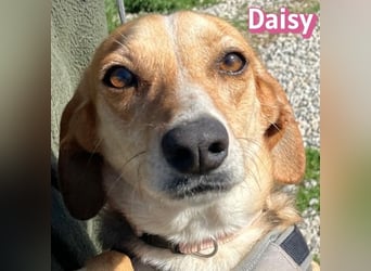 Daisy - treu und menschenbezogen