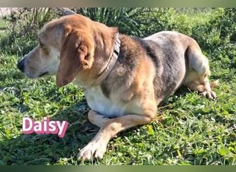 Daisy - treu und menschenbezogen