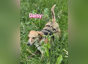 Daisy, 05/23 - Kuschelmaus wartet in 91413 Unternesselbach
