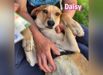 Daisy, 05/23 - Kuschelmaus wartet in 91413 Unternesselbach