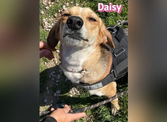 Daisy - treu und menschenbezogen