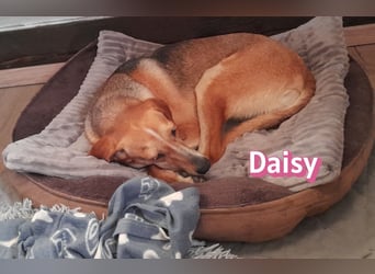 Daisy, 05/23 - Kuschelmaus wartet in 91413 Unternesselbach