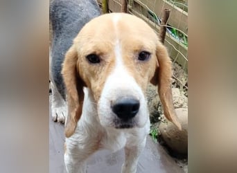 Anselmo - Ein Freund für immer