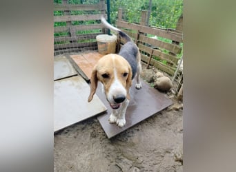 Anselmo - Ein Freund für immer