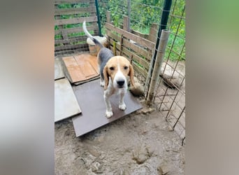 Anselmo - Ein Freund für immer