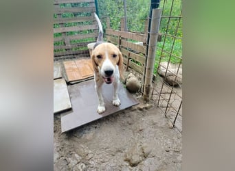 Anselmo - Ein Freund für immer