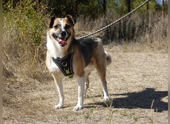 Liebe Polly sucht ein Zuhause