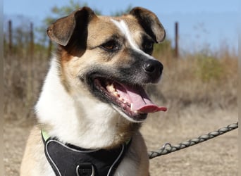 Liebe Polly sucht ein Zuhause