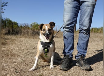 Liebe Polly sucht ein Zuhause