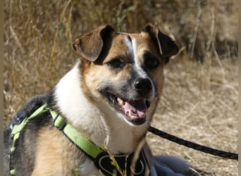 Liebe Polly sucht ein Zuhause