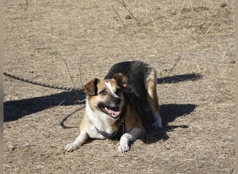 Liebe Polly sucht ein Zuhause