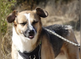 Liebe Polly sucht ein Zuhause