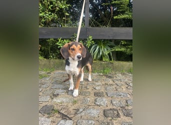 Aufgeschlossener Taco wartet in Portugal auf unserem Tierschutzhof