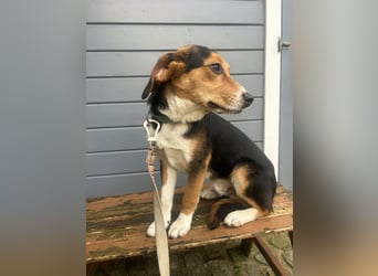 Aufgeschlossener Taco wartet in Portugal auf unserem Tierschutzhof