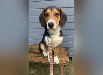 Aufgeschlossener Taco wartet in Portugal auf unserem Tierschutzhof