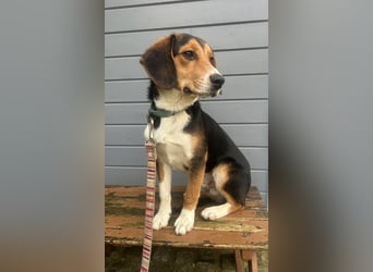 Aufgeschlossener Taco wartet in Portugal auf unserem Tierschutzhof