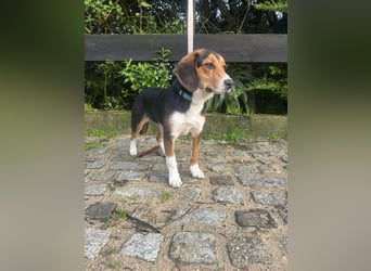 Aufgeschlossener Taco wartet in Portugal auf unserem Tierschutzhof