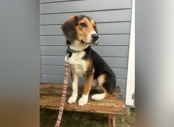 Aufgeschlossener Taco wartet in Portugal auf unserem Tierschutzhof