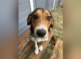 Aufgeschlossener Taco wartet in Portugal auf unserem Tierschutzhof