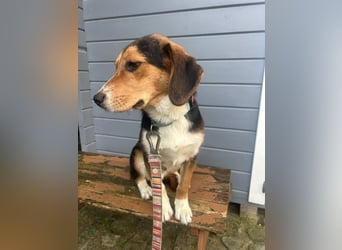 Aufgeschlossener Taco wartet in Portugal auf unserem Tierschutzhof