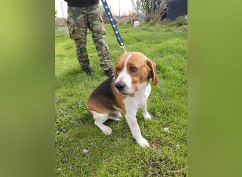 Sniffers - sucht zweite Chance Sniffers - sucht zweite Chance