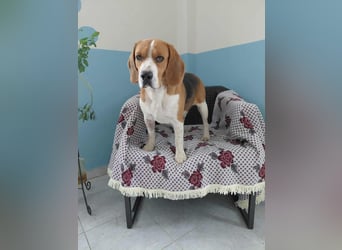 Sniffers - sucht zweite Chance Sniffers - sucht zweite Chance