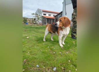 Sniffers - sucht zweite Chance Sniffers - sucht zweite Chance