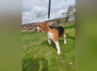 Sniffers - sucht zweite Chance Sniffers - sucht zweite Chance