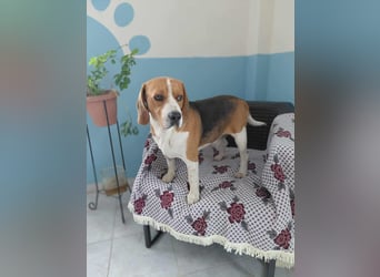 Sniffers - sucht zweite Chance Sniffers - sucht zweite Chance