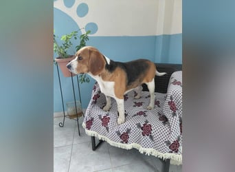 Sniffers - sucht zweite Chance Sniffers - sucht zweite Chance