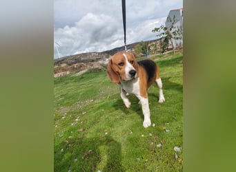 Sniffers - sucht zweite Chance Sniffers - sucht zweite Chance