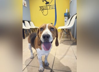 Sniffers - sucht zweite Chance Sniffers - sucht zweite Chance